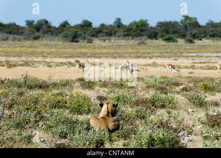 Löwe (Panthera Leo), weibliche Lurkng für Beute, Namibia, Etoscha NP Stockfoto