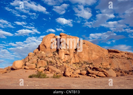 Elefantenkopf im Abendlicht, Namibia Stockfoto