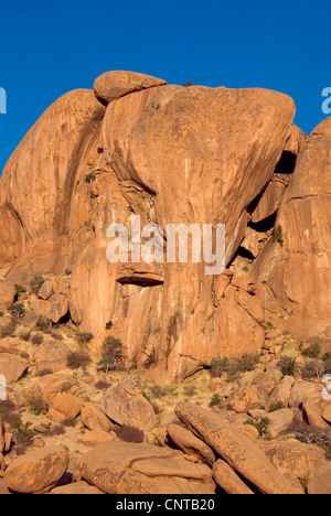 Elefantenkopf im Abendlicht, Namibia Stockfoto