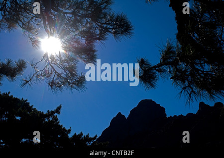 Silhouetten von Tannenzweigen vor die Bergspitzen des Bavella-Massivs bei Gegenlicht, Frankreich, Korsika, Corse-du-Sud Stockfoto