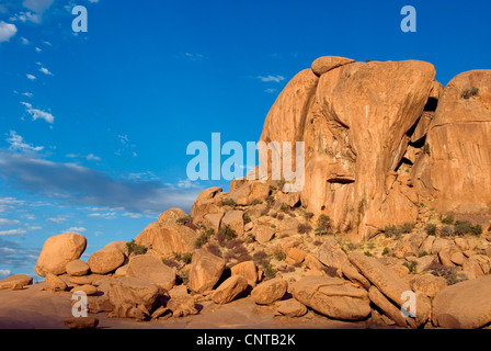 Elefantenkopf im Abendlicht, Namibia Stockfoto