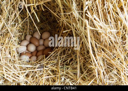 Frisch gelegt Eiern eingebettet im Stroh Stockfoto