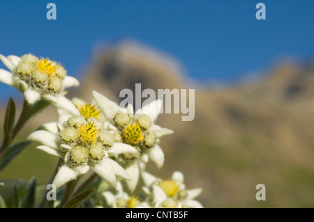 Edelweiß (Leontopodium Alpinum), die berühmte Blume genannt Edelweiß, Alpen, Frankreich, Alpen Stockfoto
