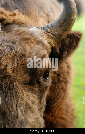 Europäische Bison, Wisent (Bison Bonasus Caucasicus), Porträt, Abschnitt Stockfoto