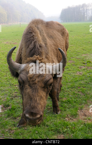 Europäische Bison, Wisent (Bison Bonasus Caucasicus), auf Wiese Stockfoto