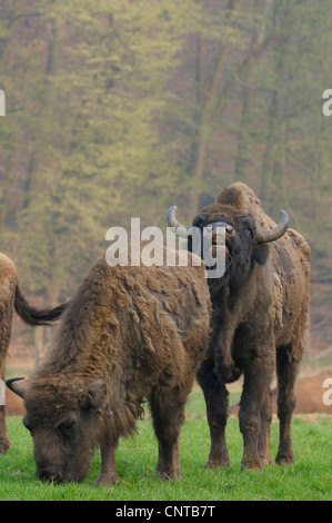 Europäische Bison, Wisent (Bison Bonasus Caucasicus), paar auf Wiese, Bull Eisstockschießen Lippen Stockfoto