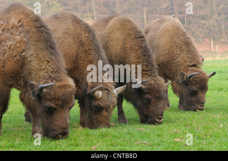 Europäische Bison, Wisent (Bison Bonasus Caucasicus), vier Personen Beweidung Naxt zueinander Stockfoto