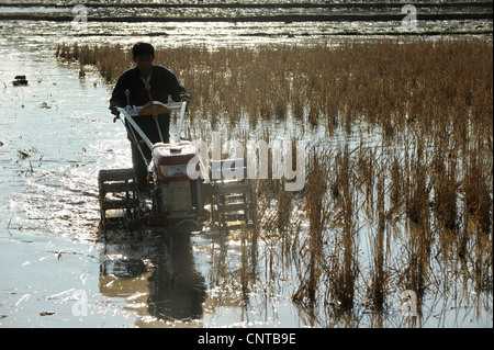 Laos, Dist. Sang Thong, Reisanbau, Pflügen Reisfeld mit Hand Traktor so genannte eiserne Büffel Stockfoto