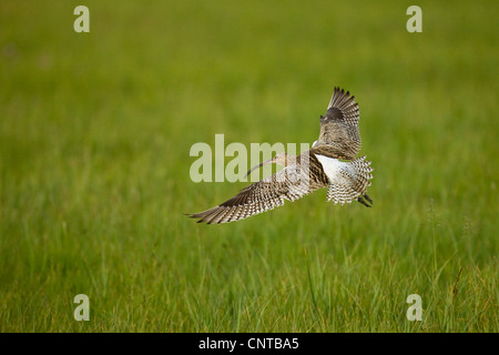 westlichen Brachvogel (Numenius Arquata), fliegen, Deutschland Stockfoto