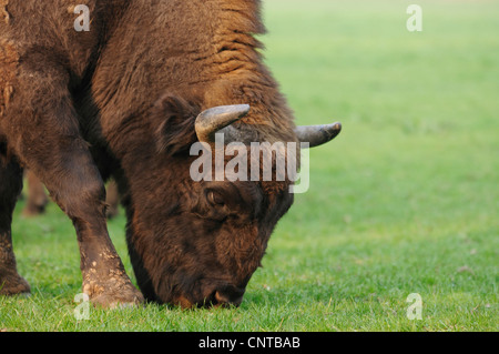 Europäische Bison, Wisent (Bison Bonasus Caucasicus), einzelne Weiden Stockfoto