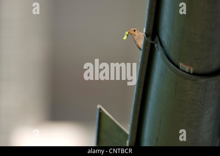 Hausrotschwanz (Phoenicurus Ochruros), weibliche sitzt auf einer Rinne mit einer Raupe im Schnabel, Deutschland, Rheinland-Pfalz Stockfoto