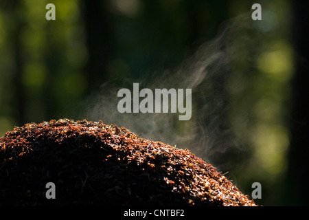 Waldameise (Formica Rufa), Staming Ameisenhaufen, Deutschland, Rheinland-Pfalz Stockfoto