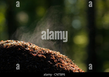Waldameise (Formica Rufa), Staming Ameisenhaufen, Deutschland, Rheinland-Pfalz Stockfoto