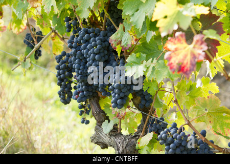 Trauben am Rebstock wachsen Stockfoto