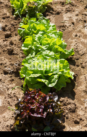 Salat im Feld wachsen Stockfoto