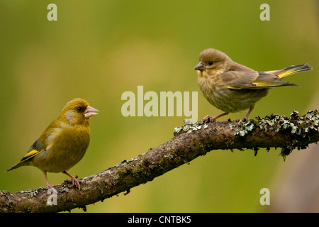 westlichen Grünfink (Zuchtjahr Chloris), Jugendliche auf einem Zweig, Deutschland, Nordrhein-Westfalen Stockfoto