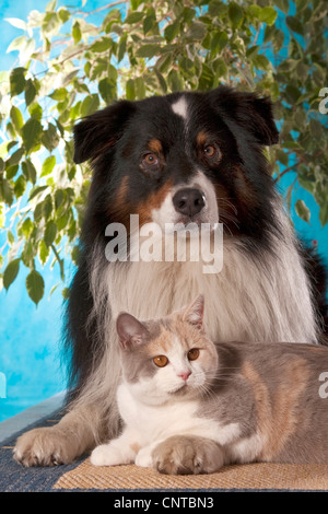 Australian Shepherd (Canis Lupus F. Familiaris), mit Britisch Kurzhaar Stockfoto