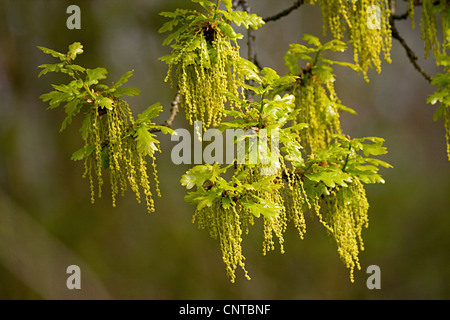 Stieleiche, pedunculate Eiche, Stieleiche (Quercus Robur), blühenden Zweig, männlicher Blütenstand Stockfoto