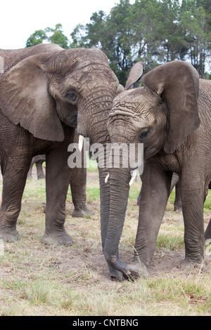 Elefanten ziehen bis Schmutz und Rasen mit dem Rüssel in Knysna Elephant Park, Südafrika Stockfoto