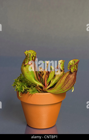 nördlichen Schlauchpflanze (Sarracenia Purpurea), eingemachte Anlage Stockfoto