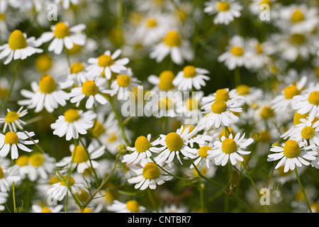 duftende Mayweed, deutsche Kamille, deutsche Mayweed (Matricaria Chamomilla, Matricaria Recutita), Kamille blüht Stockfoto