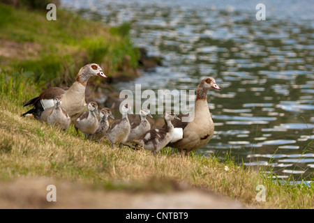 Nilgans (Alopochen Aegyptiacus), Familie an einem Teich, Deutschland, Rheinland-Pfalz Stockfoto