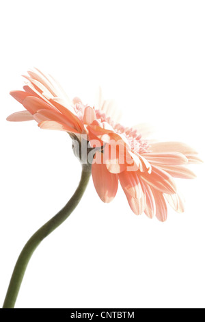 Barebeton Daisy, Gerbera, Transvaal Daisy, Gerbera Daisy (Gerbera Jamesonii), seitliche Stockfoto