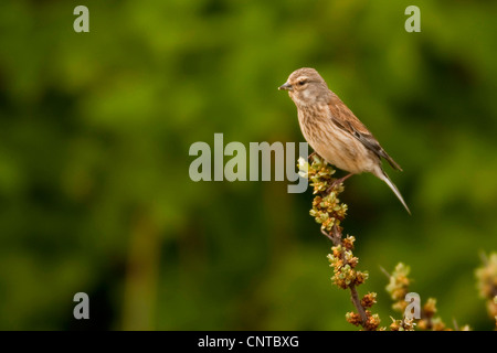 Hänfling (Zuchtjahr Cannabina, Acanthis Cannabina), sitzt auf einem Ast, Niederlande, Texel Stockfoto