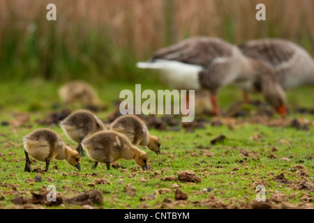 Graugans (Anser Anser), vier Küken mit ihren Eltern, Niederlande, Texel Stockfoto