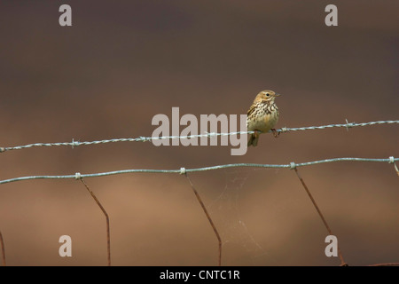 Wiese Pitpit (Anthus Pratensis), sitzt auf einem Barbwire, Niederlande, Texel Stockfoto