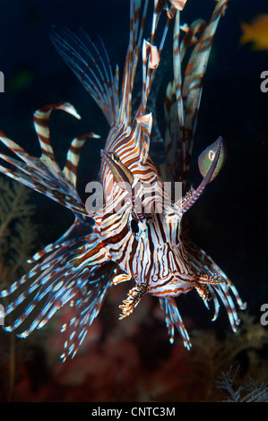 Drachenköpfe Rotfeuerfische Löwe Fische Tierwelt Philippinen Unterwasser-Fotografie Stockfoto