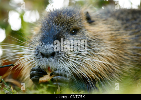 Nutrias, Nutria (Biber brummeln), Portrait während des Essens ein Stück Brot, Deutschland, Schweiz Stockfoto