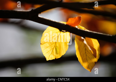 Rotbuche (Fagus Sylvatica), zwei Blätter an einem Zweig im Herbst gelb, Deutschland Stockfoto