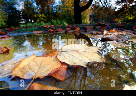 Tulpenbaum (Liriodendron Tulipifera), fährt Herbstlaub in eine Pfütze im Park, im Vordergrund der Tulpenbaum, Deutschland Stockfoto