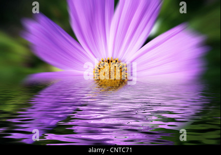 Garten Kosmos, mexikanische Aster (Cosmos Bipinnatus), rosa Blume und ihre Reflexion im Wasser Stockfoto