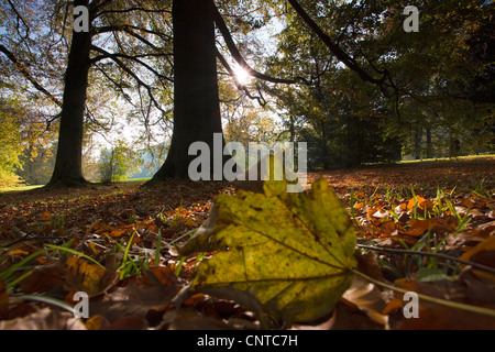 Bergahorn, große Ahorn (Acer Pseudoplatanus), Blick auf einen Park-Boden bedeckt mit Herbstlaub und ein Ahornblatt im Vordergrund, Deutschland, Vogtlaendische Schweiz Stockfoto