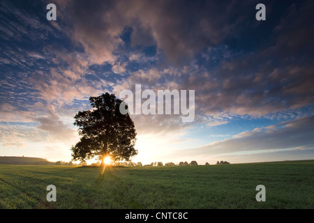 Sonnenaufgang über ein Feld mit einem einzigen Baum im Vordergrund, Deutschland, Vogtlaendische Schweiz Stockfoto