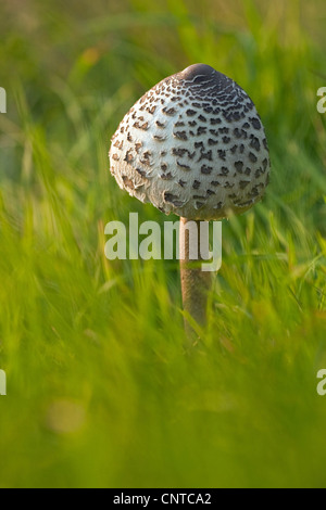 Parasol (Macrolepiota Procera, Lepiotia Procera), auf einer Wiese, Deutschland, Rheinland-Pfalz Stockfoto