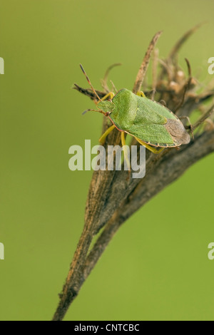 grünes Schild Bug, gemeinsamen grünen Schild Bug (Palomena Prasina), sitzen an einem Keimling, Deutschland, Rheinland-Pfalz Stockfoto