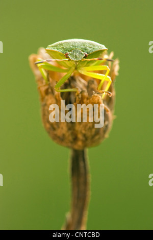 grünes Schild Bug, gemeinsamen grünen Schild Bug (Palomena Prasina), sitzen auf einer Pflanze, Deutschland, Rheinland-Pfalz Stockfoto