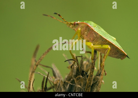 grünes Schild Bug, gemeinsamen grünen Schild Bug (Palomena Prasina), sitzen auf einer Pflanze, Deutschland, Rheinland-Pfalz Stockfoto