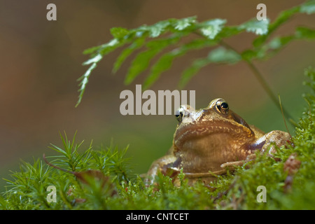 Grasfrosch, Grasfrosch (Rana Temporaria), sitzen auf Moos, Deutschland, Rheinland-Pfalz Stockfoto