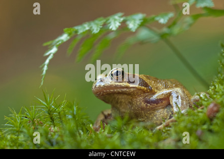 Grasfrosch, Grasfrosch (Rana Temporaria), sitzen auf Moos, Deutschland, Rheinland-Pfalz Stockfoto