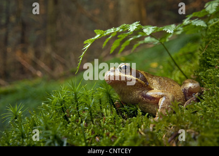 Grasfrosch, Grasfrosch (Rana Temporaria), sitzen auf Moos, Deutschland, Rheinland-Pfalz Stockfoto