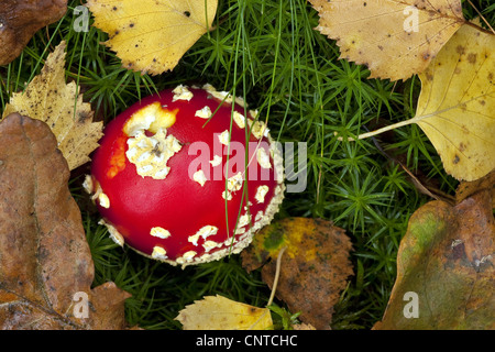 Fliegenpilz (Amanita Muscaria var. Muscaria), jungen Individuum, Deutschland, Rheinland-Pfalz Stockfoto