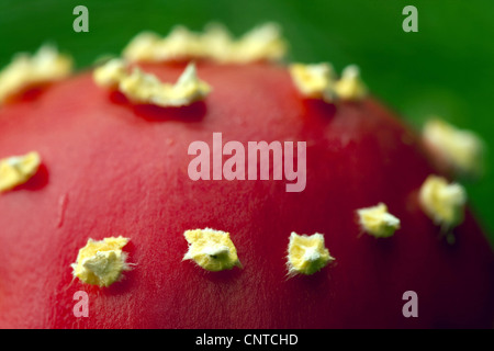 Fliegenpilz (Amanita Muscaria var. Muscaria), Detail der Fruchtkörper, Deutschland, Rheinland-Pfalz Stockfoto