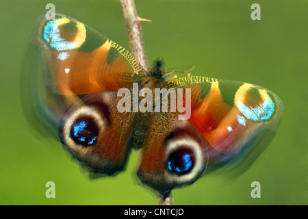 Pfau Motte, Pfau (Inachis Io, Nymphalis Io), mit Flügeln schlägt, Deutschland, Rheinland-Pfalz Stockfoto