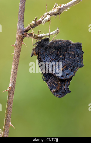 Pfau Motte, Pfau (Inachis Io, Nymphalis Io), ruht ein Zweig, Deutschland, Rheinland-Pfalz Stockfoto