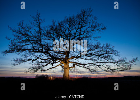 Schöne Eiche in der Abenddämmerung in Råde, Østfold Fylke, Norwegen. Stockfoto