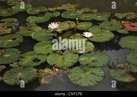 Lotus in Bogor botanische Gärten, West-Java, Indonesien. Stockfoto